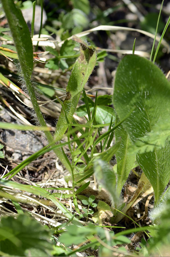 Pilosella aurantiaca / Pelosella aurea